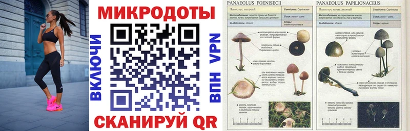 Галлюциногенные грибы Psilocybine cubensis  блэк спрут зеркало  Коркино  закладка 